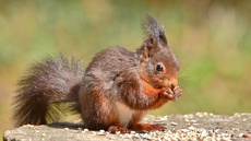 Eichhörnchen (14).jpg